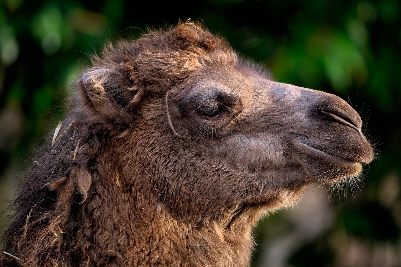 Home 7 bactrian-camel-7731688_1280