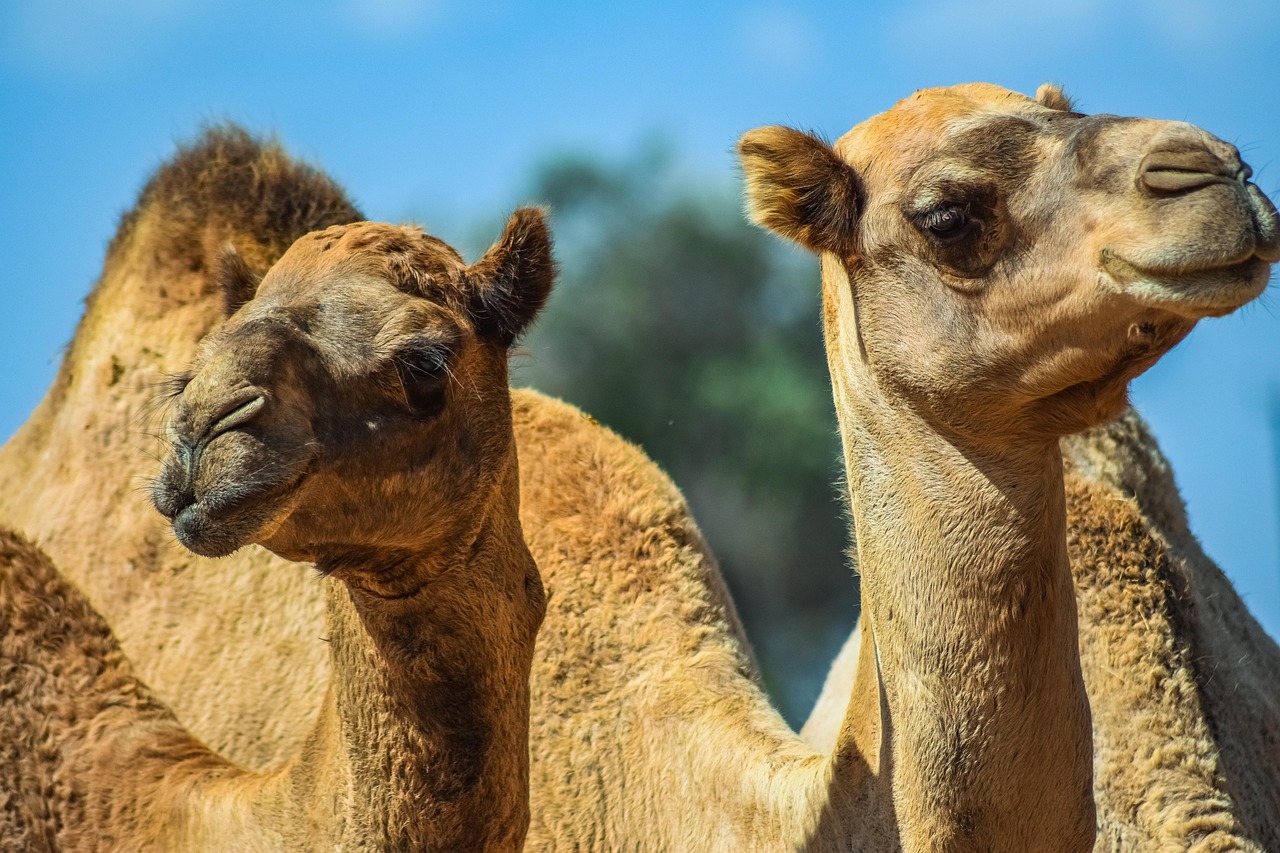 Home 1 camels-3718444_1280