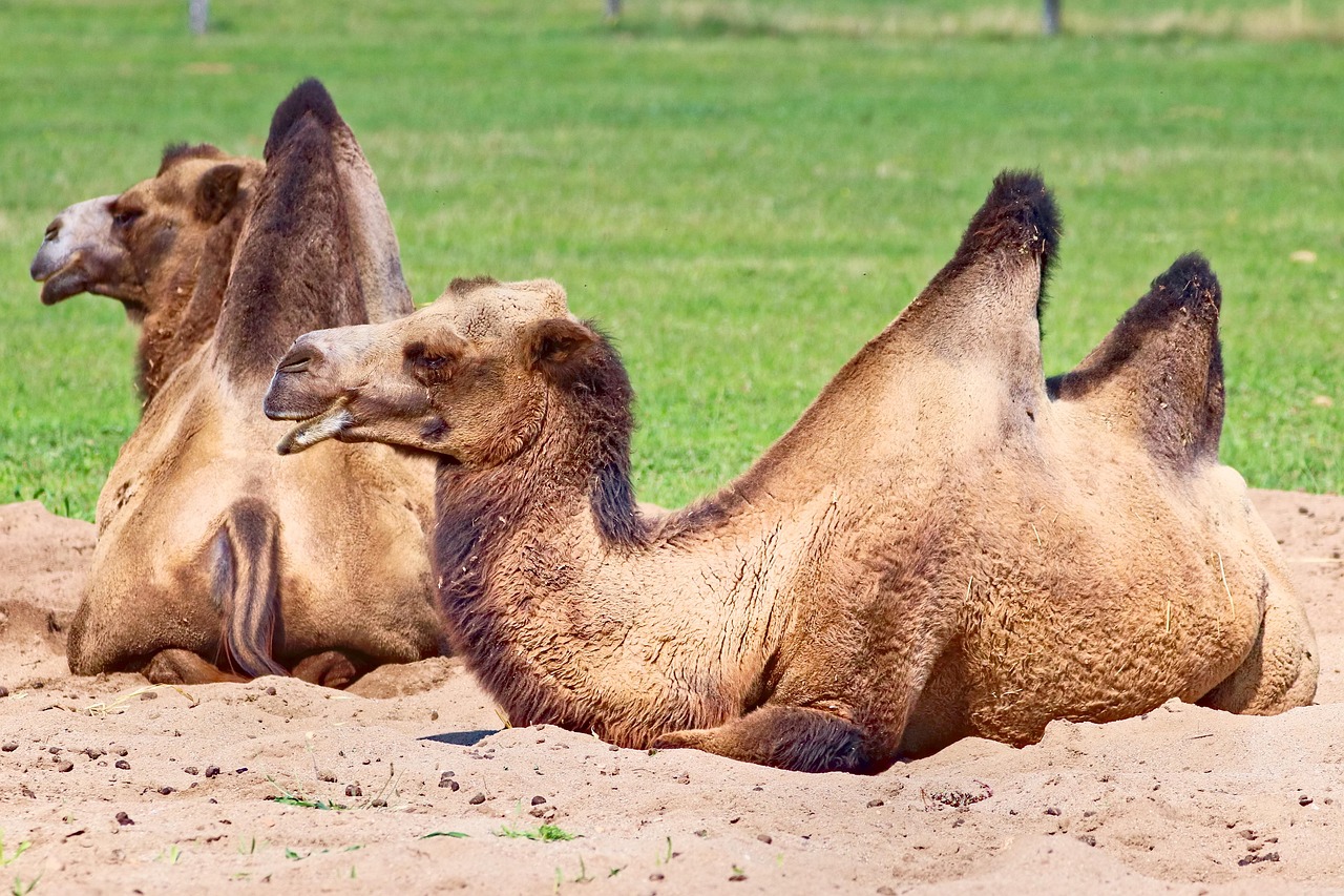 Home 12 camels 6650802 1280