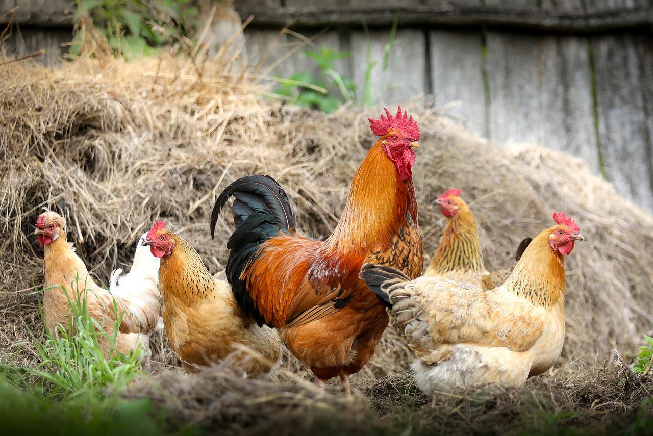 Home 13 chickens 2522623 1280