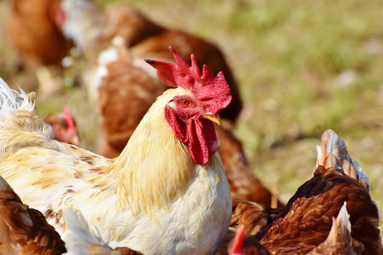 Home 4 chickens-3607866_1280