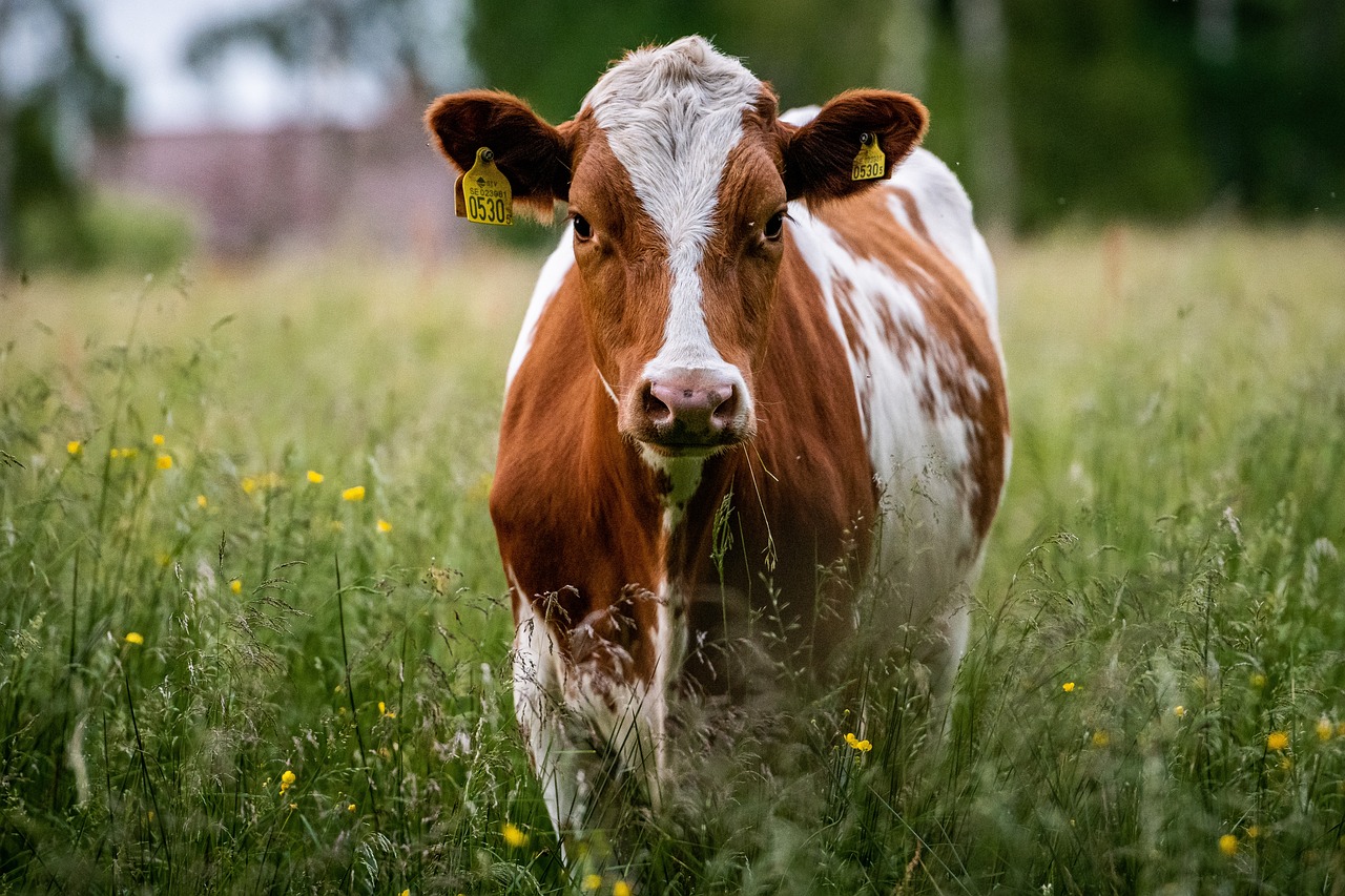 Home 9 cow 6360406 1280