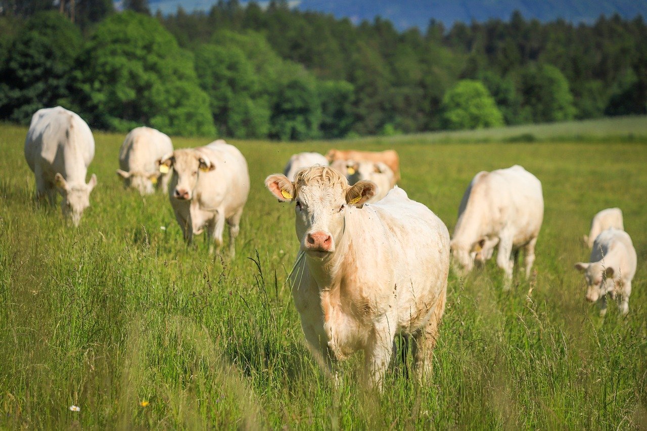 Home 14 cows 8114279 1280