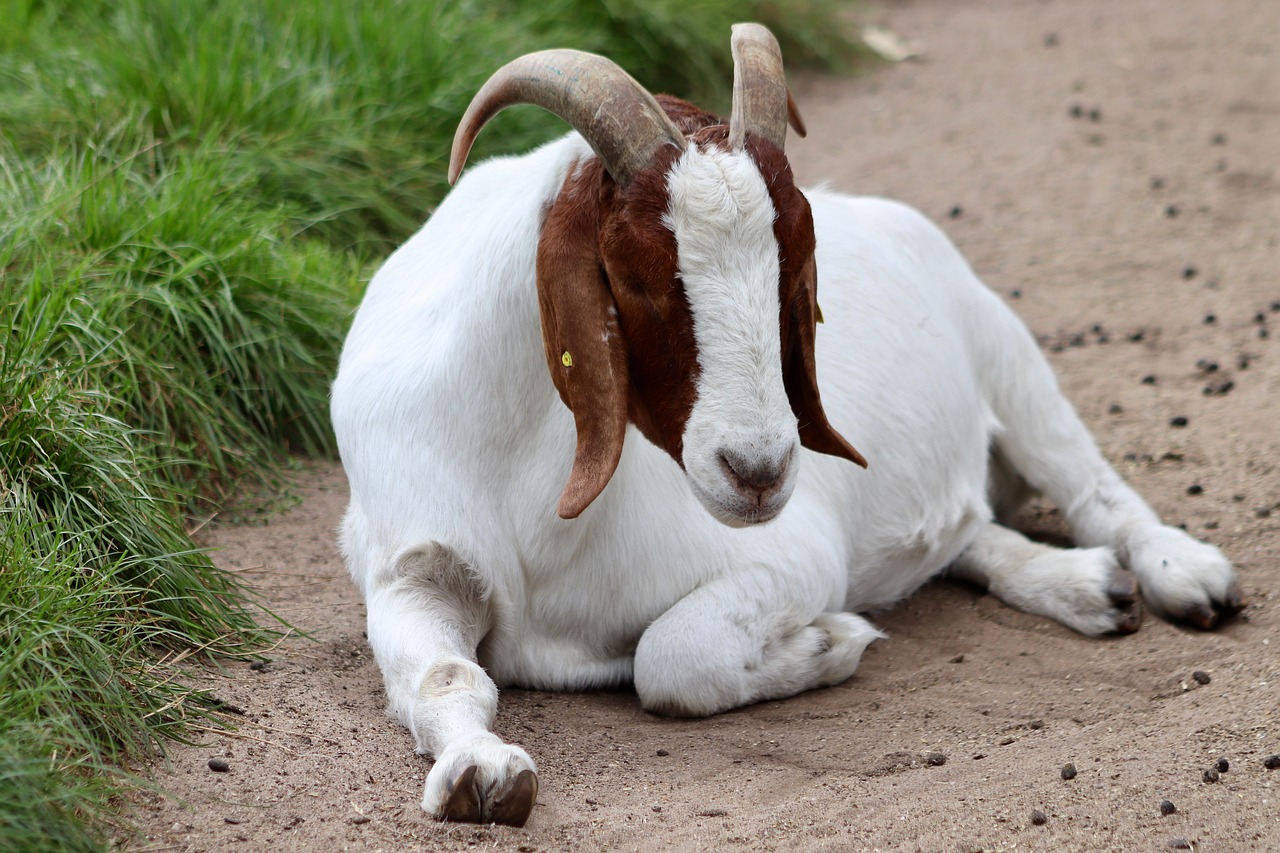 Home 11 goat 7506792 1280