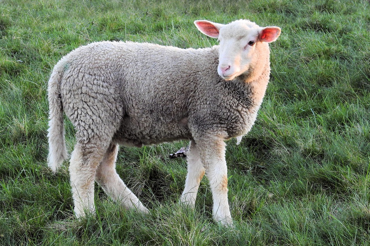 Home 3 lamb-1335486_1280