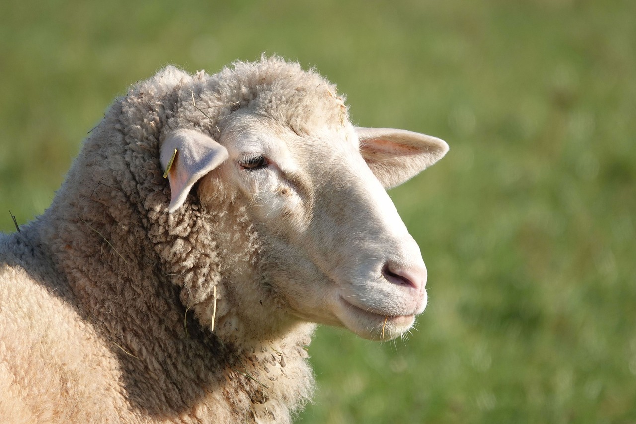 Home 5 sheep-4673941_1280