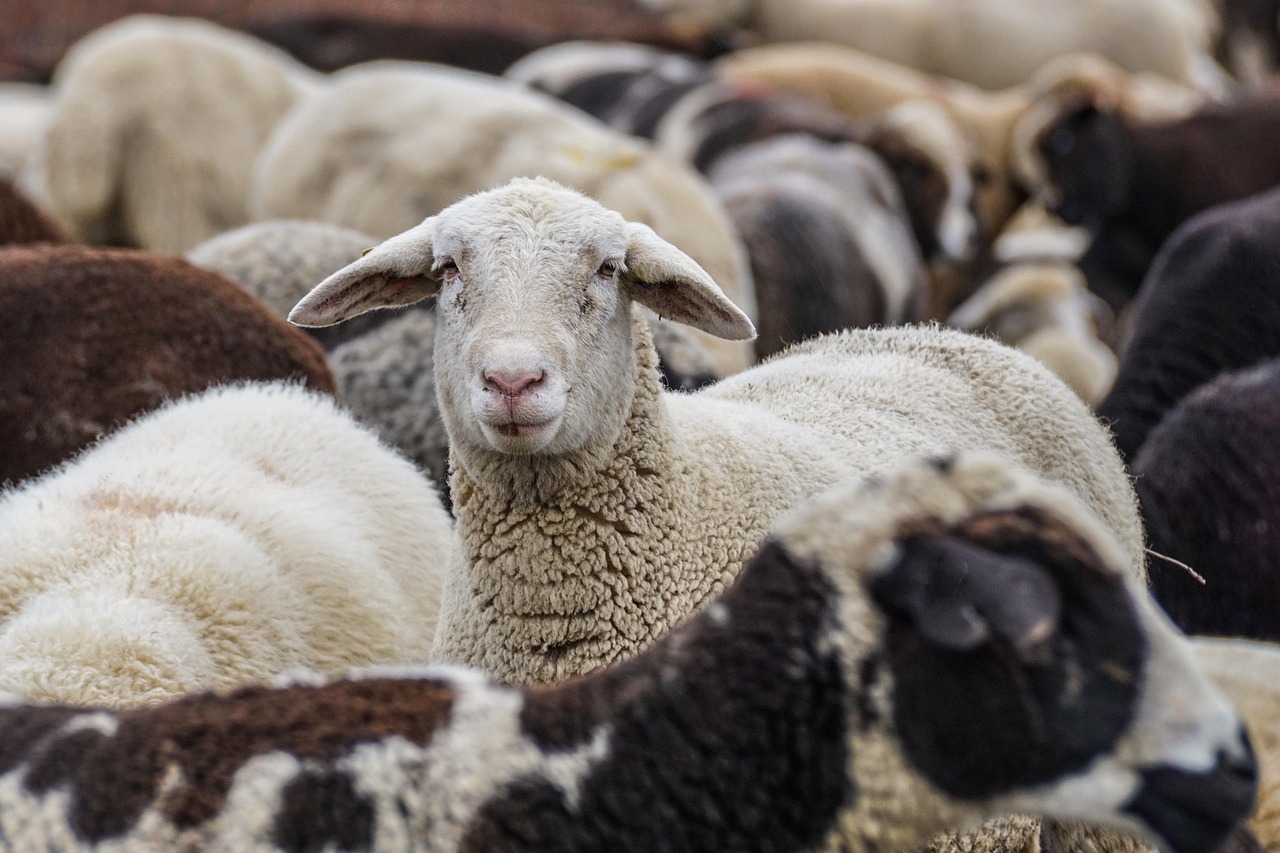 Home 6 sheep-4810513_1280