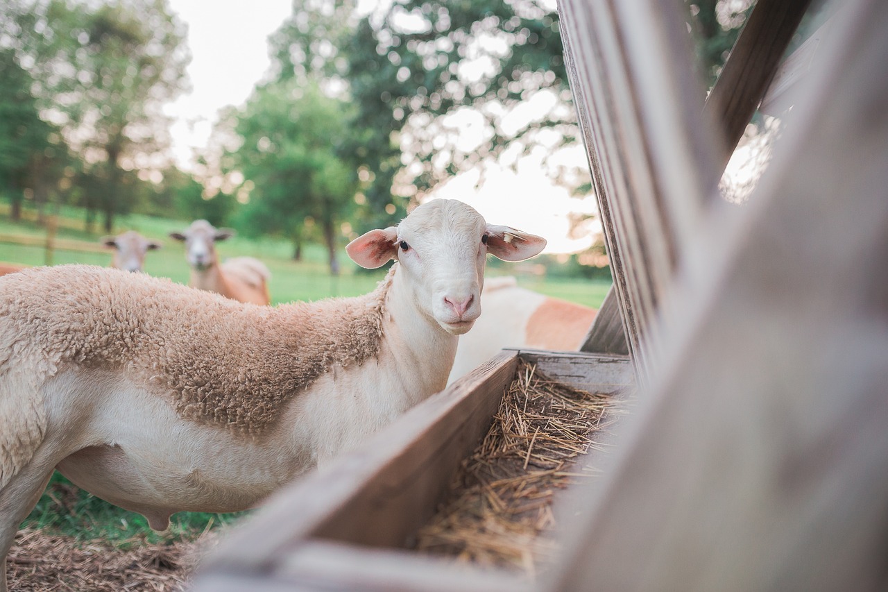 Home 10 sheep 5358102 1280